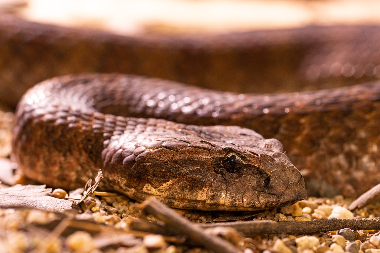 Snakes Active During Warmer Weather | 101 Gold | The Greatest Hits of ...